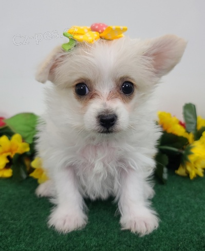 Kr�sn� �t��ata Yorkiepoo k adopci
