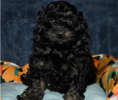 Kr�sn� �t��ata Cockapoo k adopci