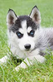 sibi�sk� husky