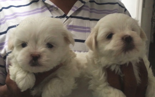 Malt�zsk� �t��ata, kompaktn� a roztomil�, k dispozici miluj�c�m domov�m