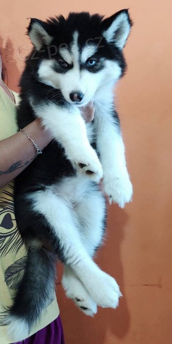 Sibi�sk� husky �t��ata k dispozici pro sladk� domovy