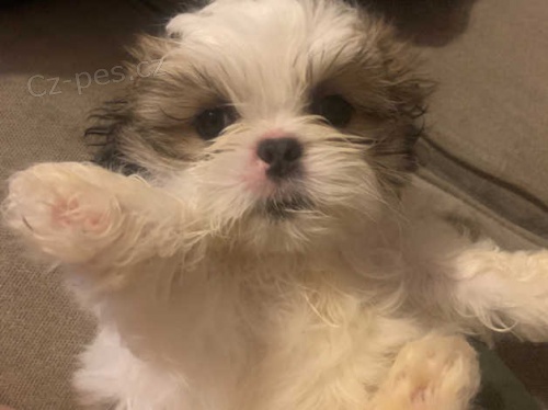 vynikaj�c� �t��ata shih tzu