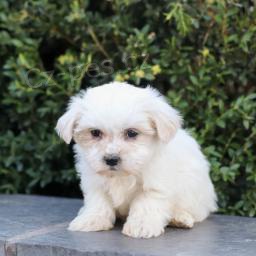 malt�zsk� �t��ata