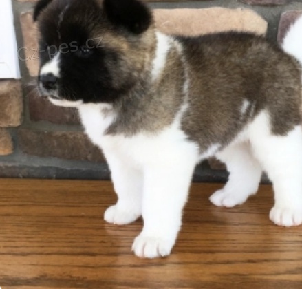 kr�sn� Allison Akita �t��ata k adopci