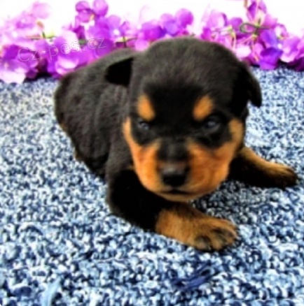 kr�sn� �t��ata rottwellier medv�d� k adopci