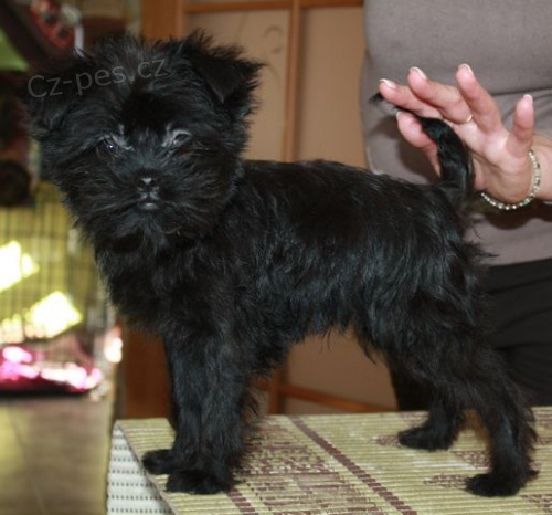 K dispozici �t��ata Affenpinscher.