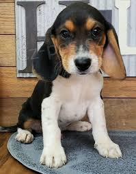 �t��ata b�gl� k dispozici