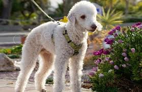 �t��ata Bedlington teri�ra k dispozici