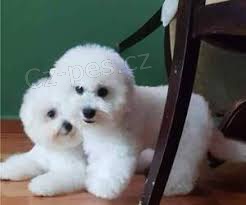 �t��ata Bichon Frise k dispozici