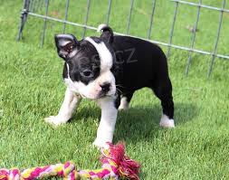 �t��ata bostonsk�ho teri�ra k dispozici