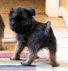 K dispozici �t��ata bruselsk�ho griffona