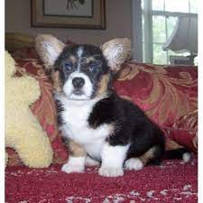 K dispozici jsou �t��ata Cardigan Welsh Corgi