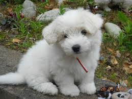 K dispozici �t��ata Coton De Tulear