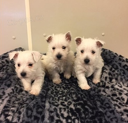 �t��ata West Highland White Terrier na prodej
