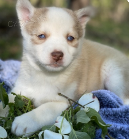 kr�sn� �t��ata tatia promsky na prodej