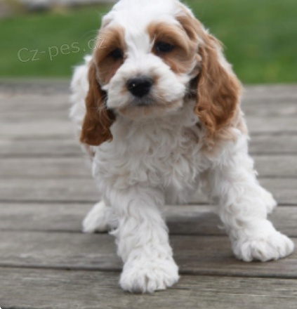 kr�sn� troy cockapoo na prodej