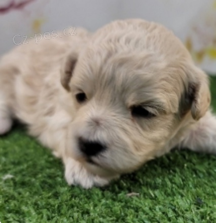 kr�sn� v�le havapoo na prodej