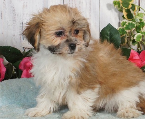 Vy�ist�te �t��ata Lhasa Apso na prodej