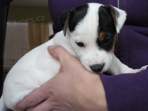 K dispozici �t��ata italsk�ch chrt�