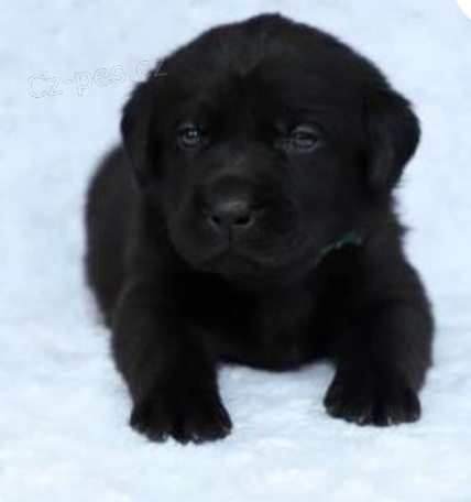 kr�sn� �t���tka labradorsk�ho retr�vra k adopci