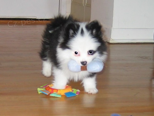 K dispozici �t��ata Japonsk� brady