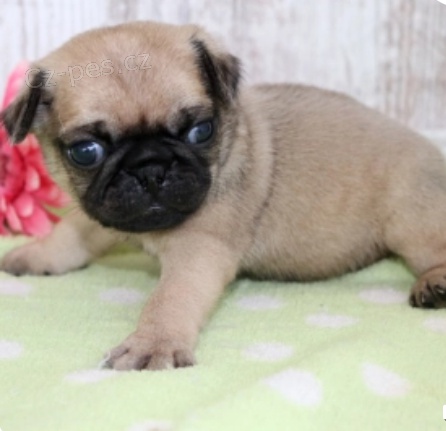 kr�sn� �t���tka mopsl�ka k adopci