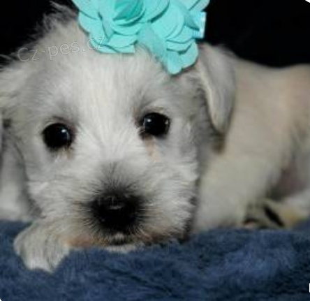 kr�sn� miniaturn� �t���tka k adopci