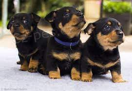 K dispozici �t��ata Lancashire Heeler