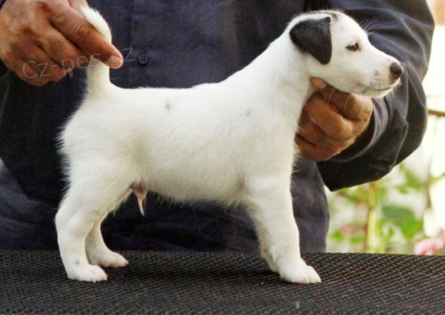 Hladk� foxteri�ry