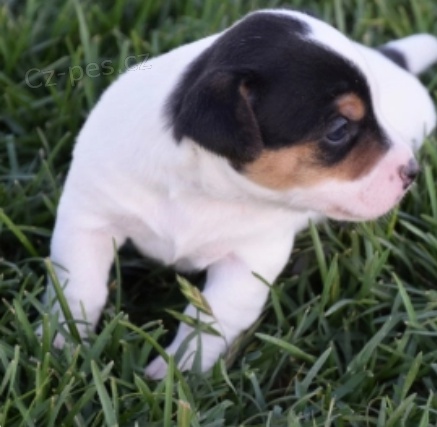 kr�sn� �t���tka jack russel teri�ra k adopci