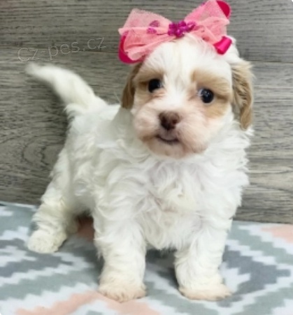 kr�sn� �t���tka perla shihpoo nep��telsk� adopce