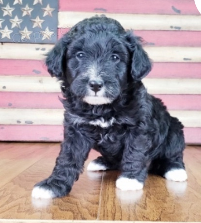 kr�sn� polly aussie �m�ranice �t��ata nep��telsk� adopce