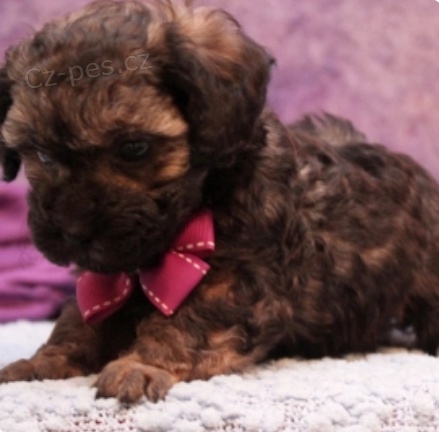 kr�sn� carson pudl k adopci