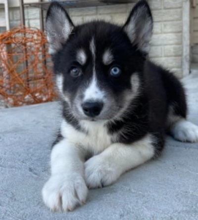 ikr�sn� siberain husky k adopci