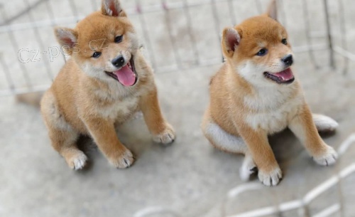 kr�sn� �t��ata shiba inu