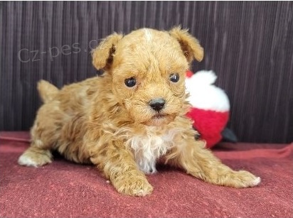 Rozko�n� �t���tka pudla