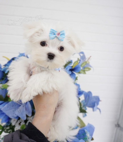 Kr�sn� maltsk� �t��ata