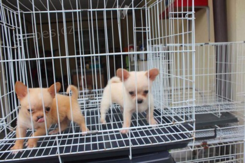 Kr�sn� �t��ata �ivavy