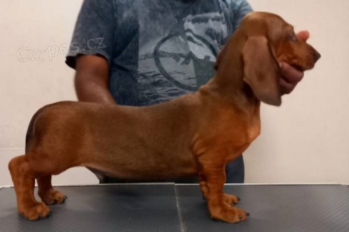 Hladk� �t��ata jezev��ka Od�erveno a o�kov�no