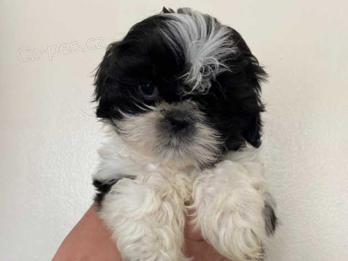 1 chlapec, 1 fena 11 t�dn� star� �t��ata Shih Tzu p�ipraven� k odchodu.