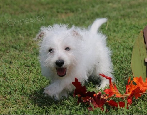 N�dhern� �t��ata West Highland hledaj�c� miluj�c� domov