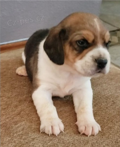 B�gl �t��ata