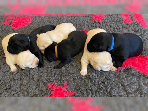 Labradorsk� retr�vr - �t��ata s PP 