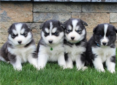 Sibi�sk� husky k p�ijet�