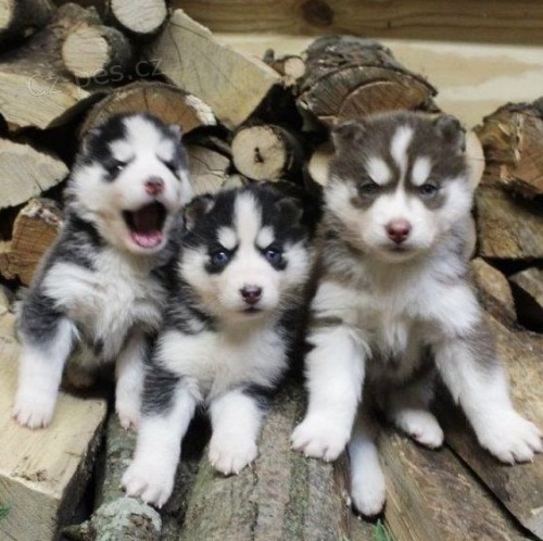 Sibi�sk� husky �t��ata k dispozici