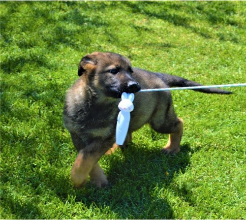 �ist� �t��ata n�meck�ho ov��ka k adopci