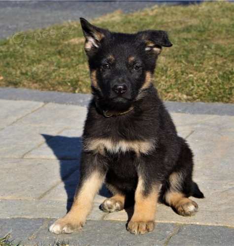 �t��ata n�meck�ho ov��ka Reday