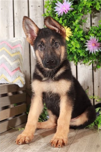   �t��ata n�meck�ho ov��ka k adopci