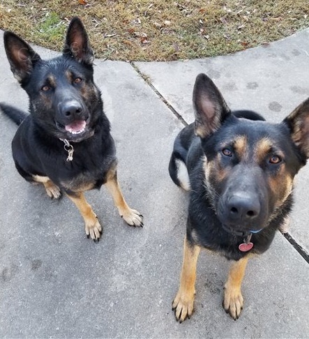 Hrav� �t��ata n�meck�ho ov��ka k dispozici ..