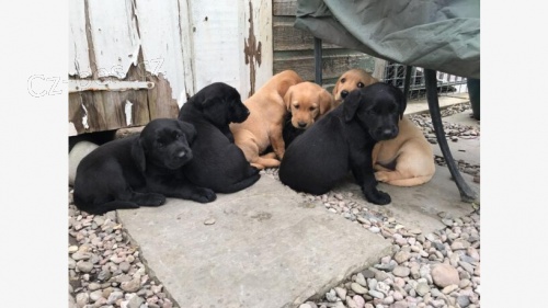 Zdrav� �t��ata labradorsk�ho retr�vra